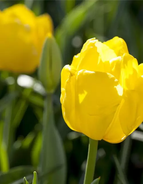 Tulpe 'Kikomachi'