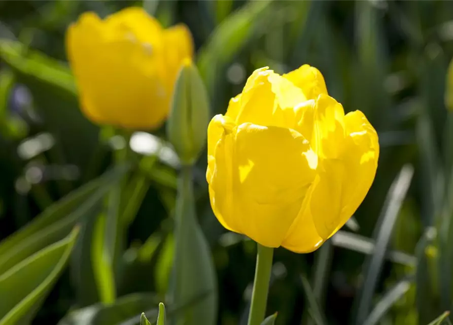 Tulpe 'Kikomachi'