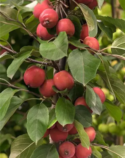 Zierapfel 'Red Jade'