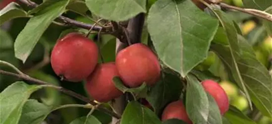 Zierapfel 'Red Jade'