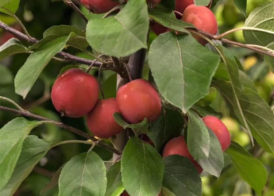 Zierapfel 'Red Jade'