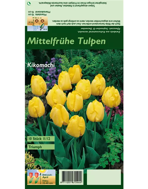 Tulpe 'Kikomachi'