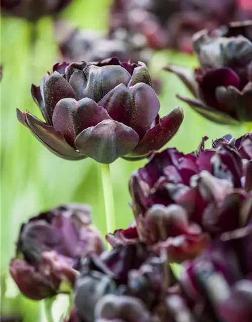 Tulpe 'Black Hero'