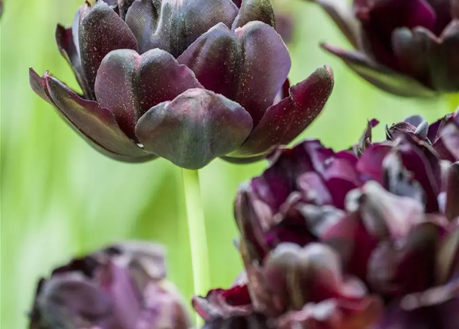 Tulpe 'Black Hero'