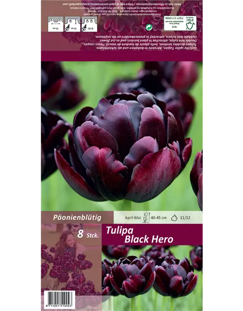 Tulpe 'Black Hero'