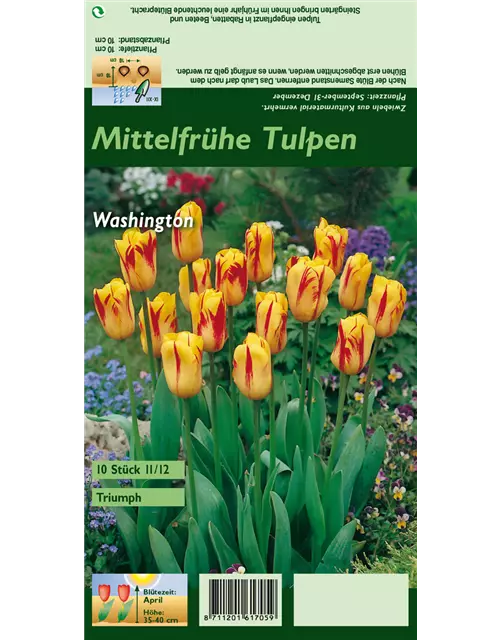 Tulpe 'Washington'