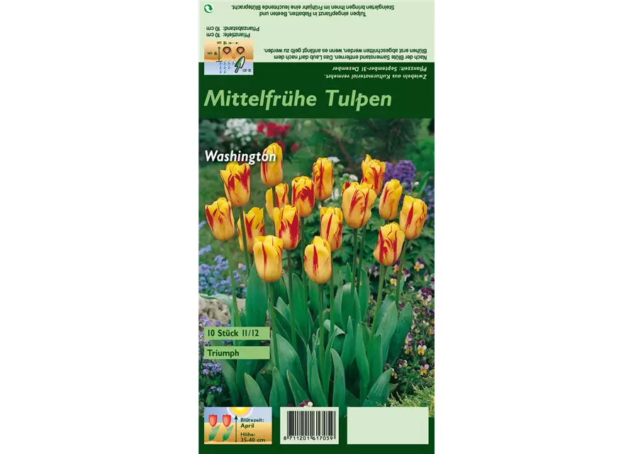 Tulpe 'Washington'