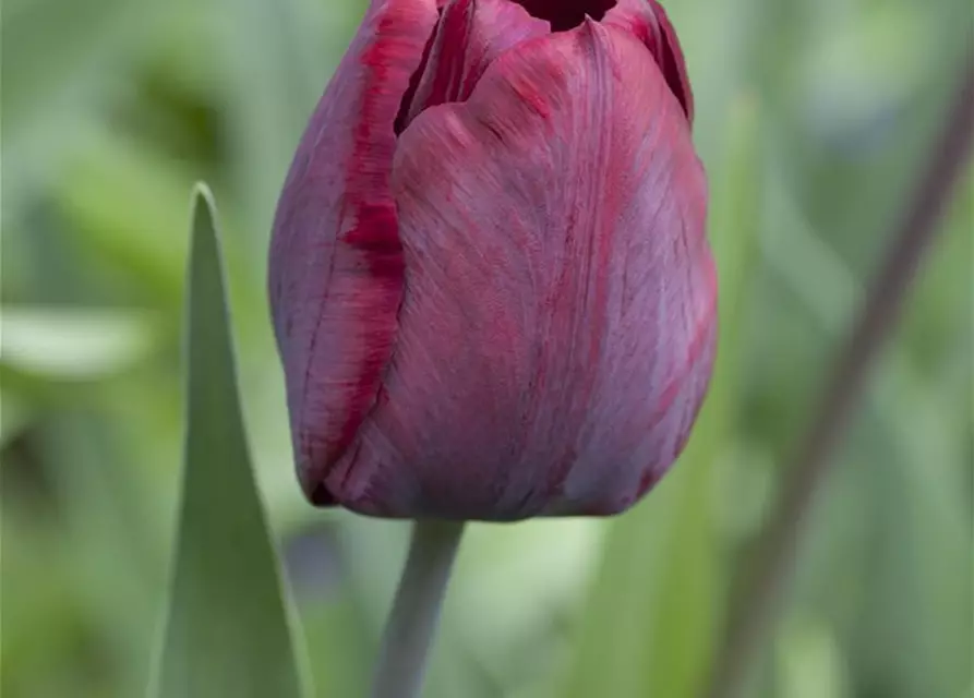 Tulpe Ronaldo 'Ronaldo'