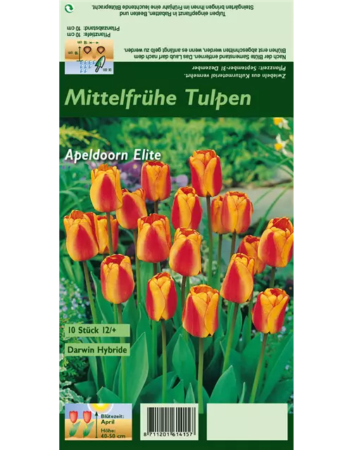 Tulpe 'Apeldoorn Elite'