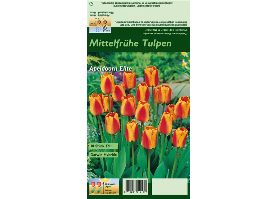 Tulpe 'Apeldoorn Elite'