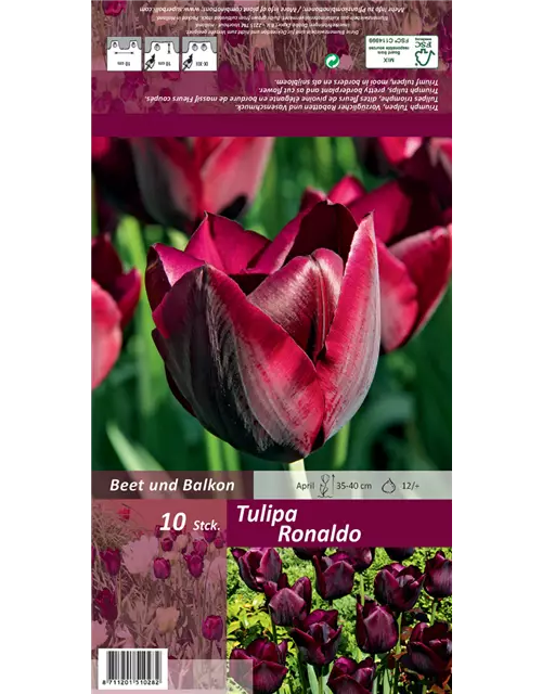 Tulpe Ronaldo 'Ronaldo'