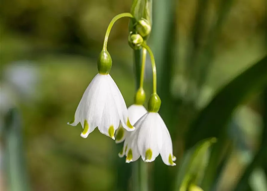 Sommer-Knotenblume