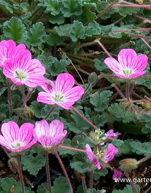 Zwergiger Garten-Reiherschnabel 'Bishop´s Form'