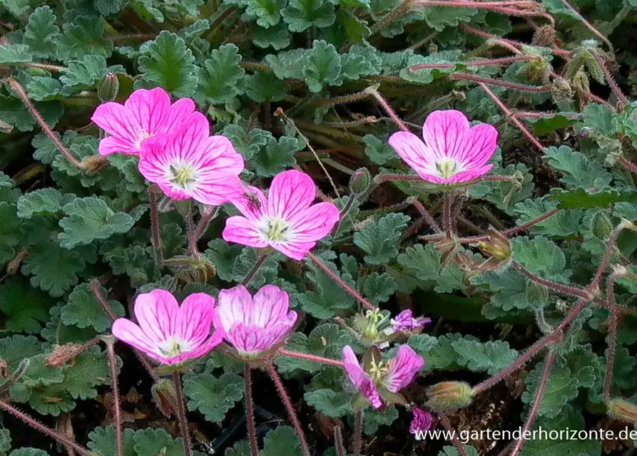 Zwergiger Garten-Reiherschnabel 'Bishop´s Form'