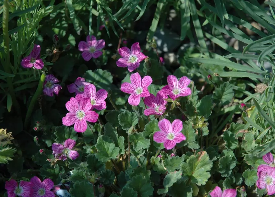 Zwergiger Garten-Reiherschnabel 'Bishop´s Form'