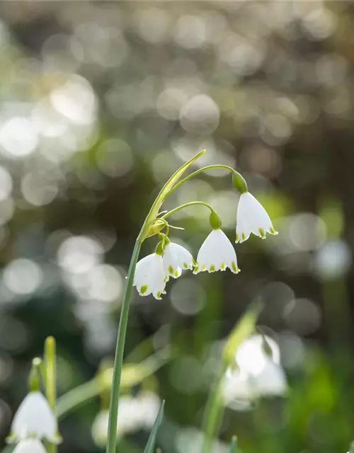 Sommer-Knotenblume