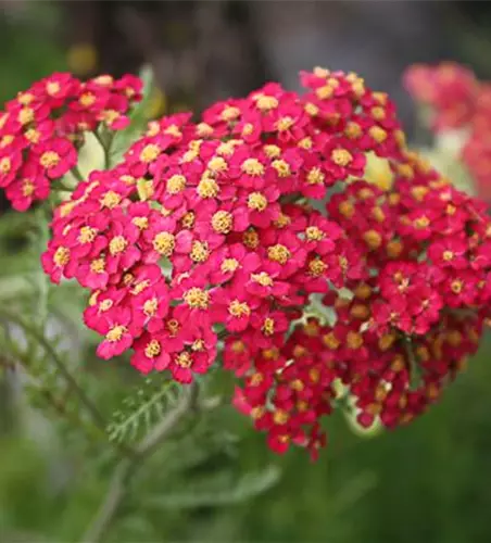 Schafgarbe 'Paprika'