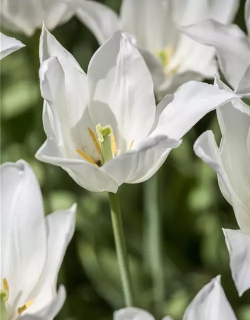 Tulpe 'White Triumphator'