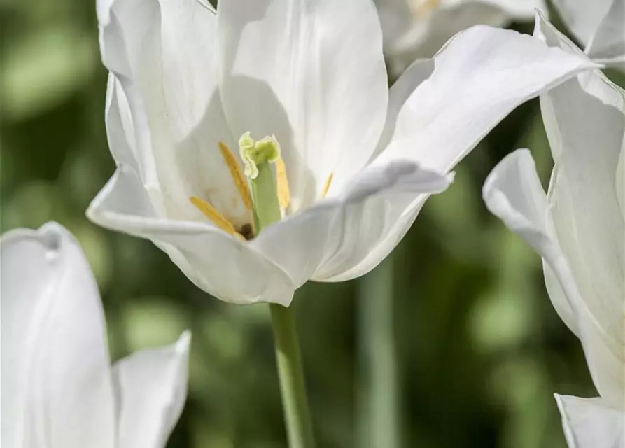 Tulpe 'White Triumphator'