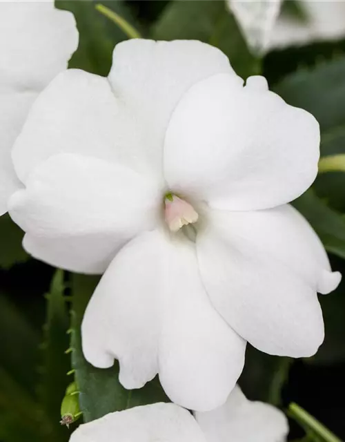 Sonnenlieschen 'SunPatiens® Compact White'