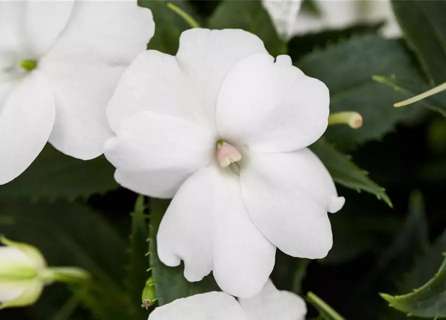 Sonnenlieschen 'SunPatiens® Compact White'