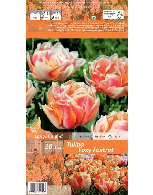 Tulpe 'Foxy Foxtrot'