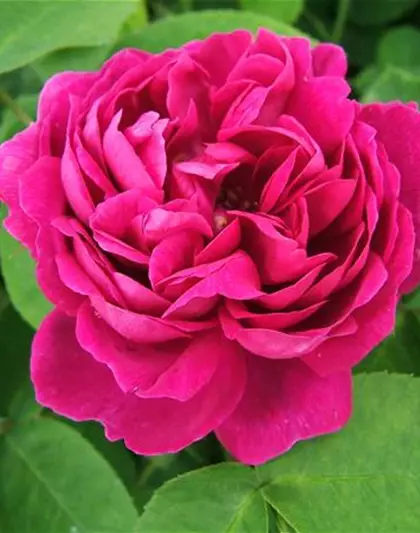 Strauchrose 'Rose de Resht'