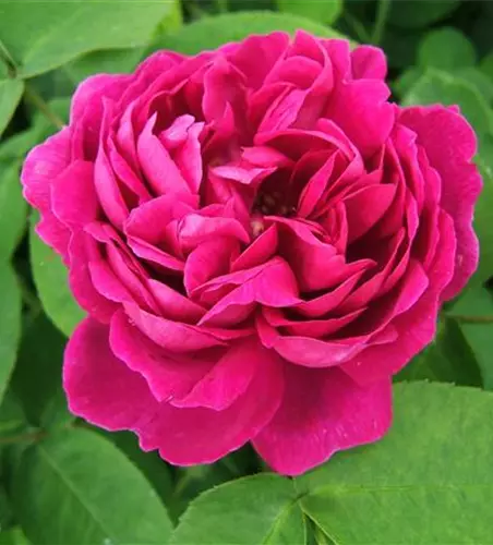 Strauchrose 'Rose de Resht'