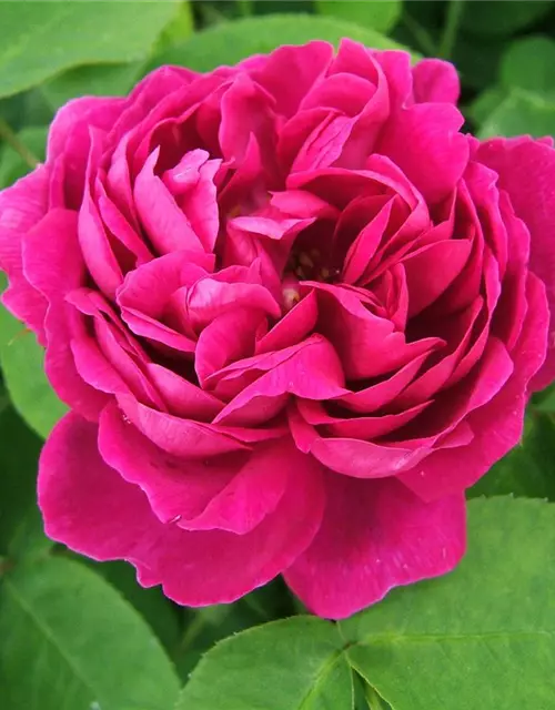 Strauchrose 'Rose de Resht'