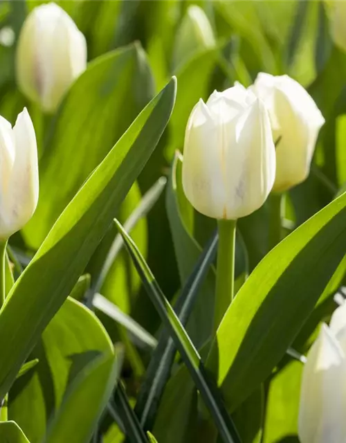 Tulpe 'Wildhof'