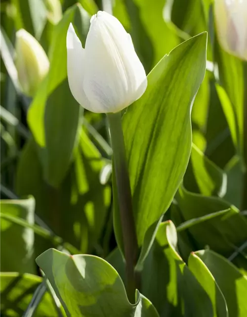 Tulpe 'Wildhof'