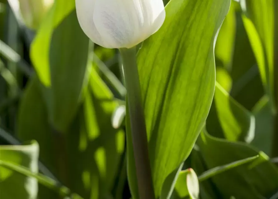 Tulpe 'Wildhof'