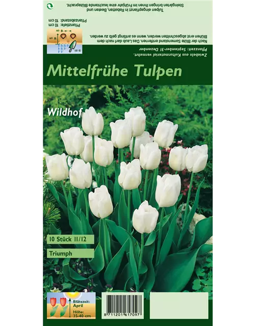 Tulpe 'Wildhof'