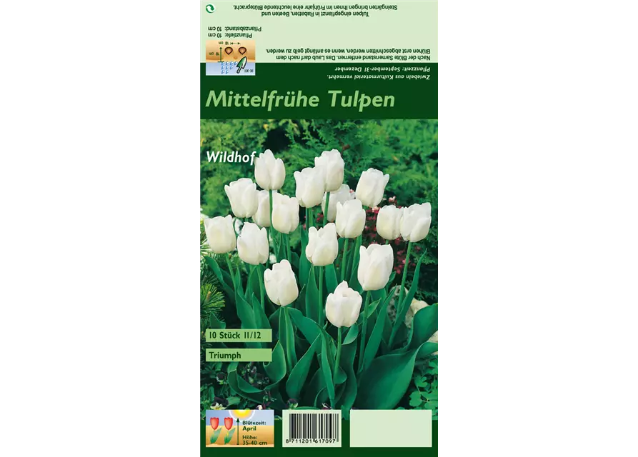 Tulpe 'Wildhof'