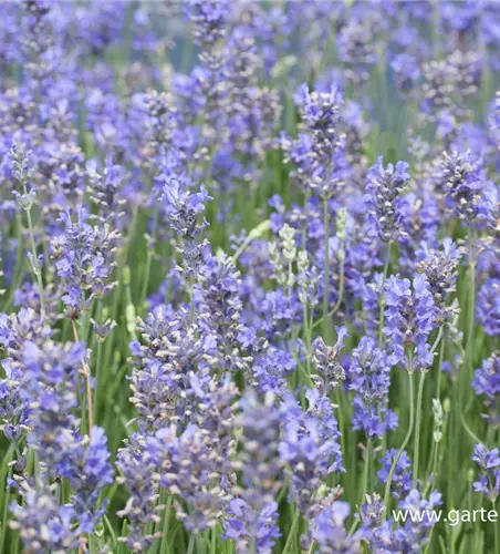 Provence-Lavendel