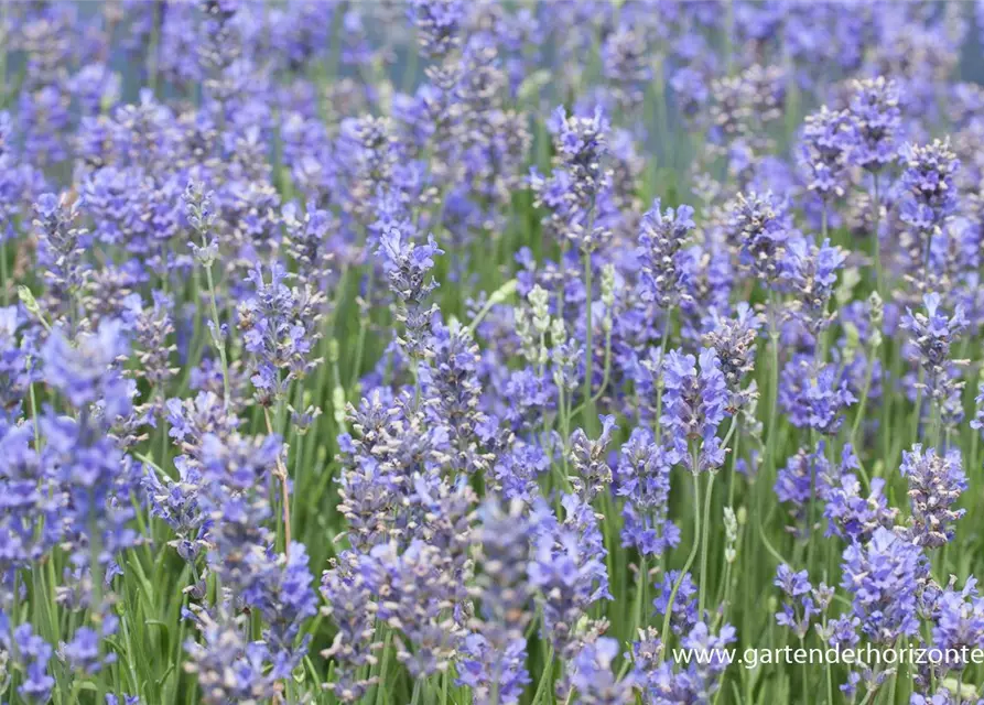 Provence-Lavendel