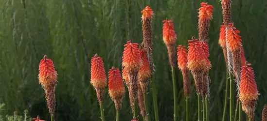 Weidenblättrige Sonnenblume