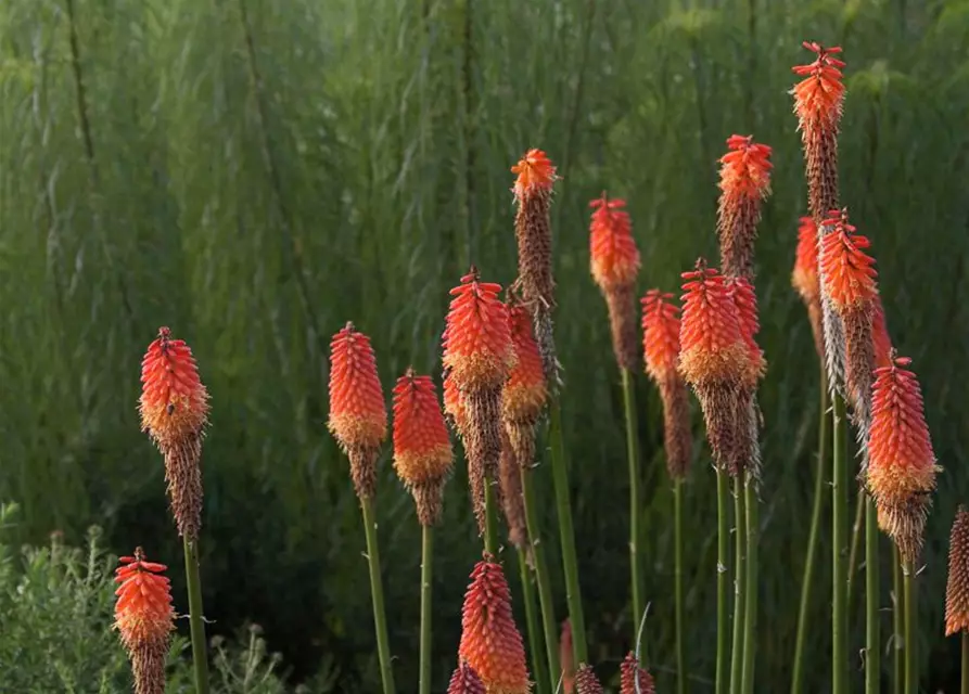 Weidenblättrige Sonnenblume