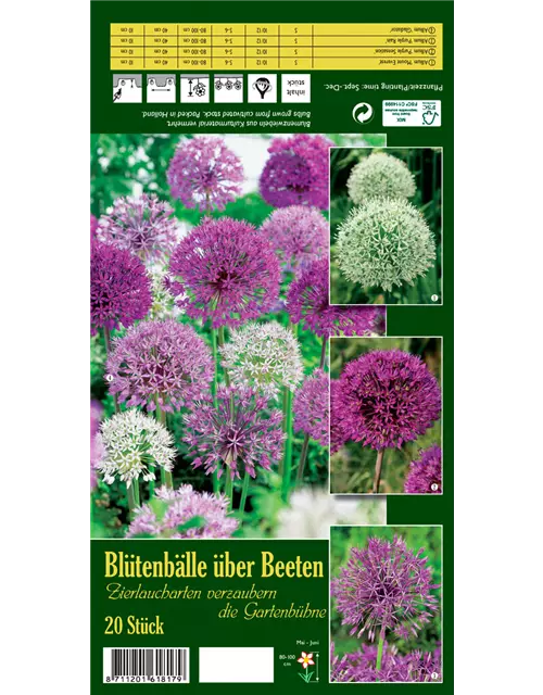 Zierlauch 'Blütenbälle über Beeten'