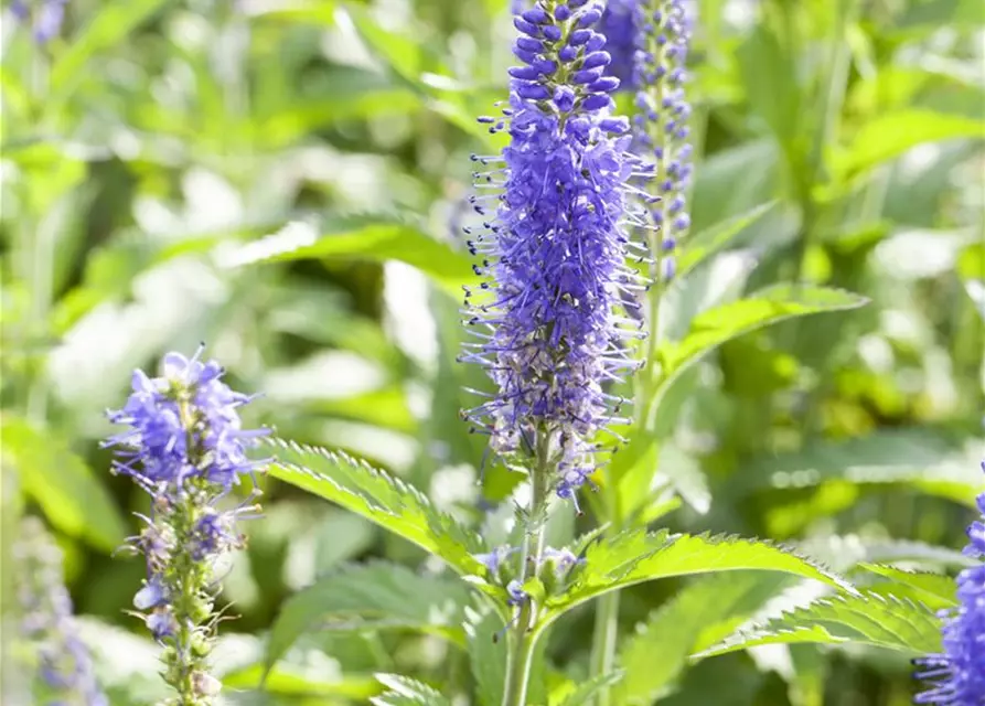 Veronica spicata 'Inspire Blue' -R-