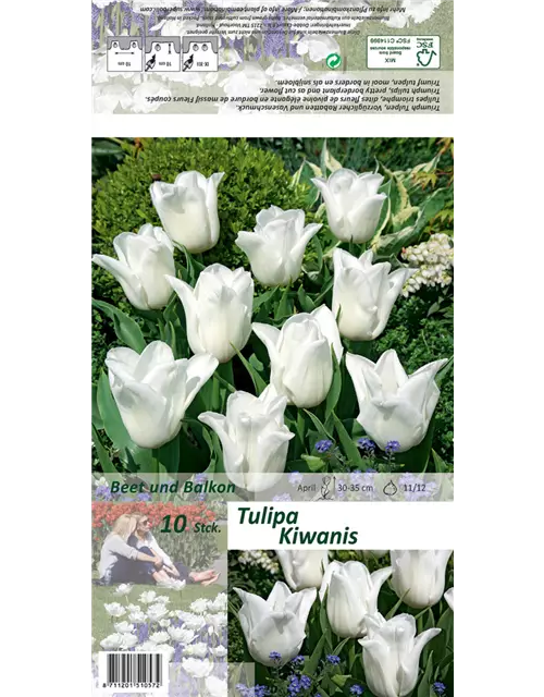 Tulpe 'Kiwanis'