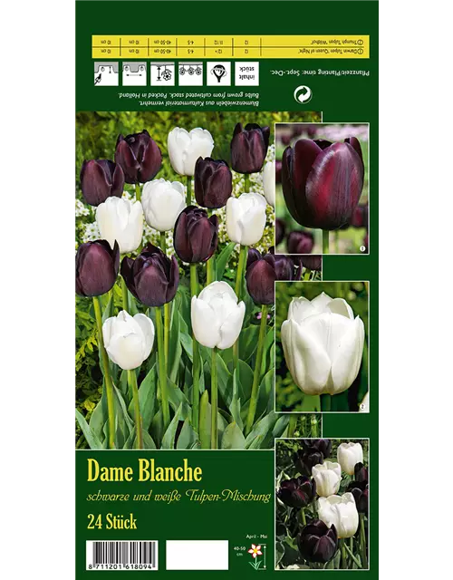 Tulpen-Mix 'Dame Blanche'