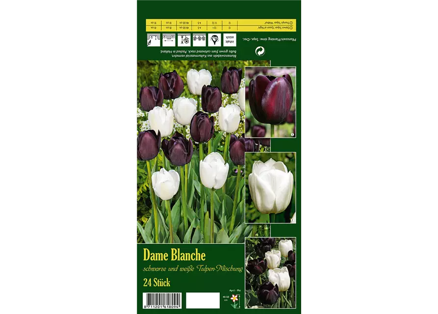 Tulpen-Mix 'Dame Blanche'