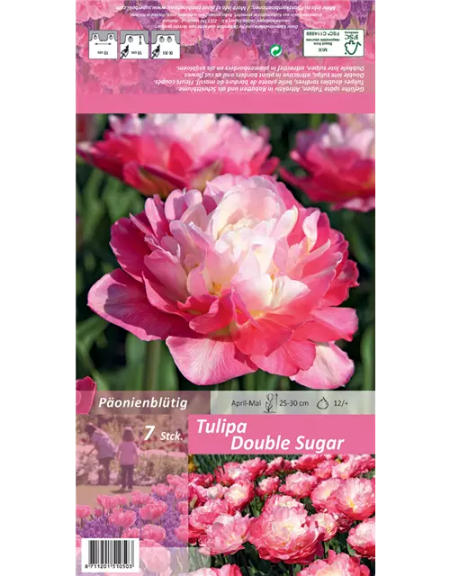 Tulpe 'Double Sugar'