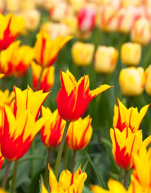 Tulpe 'Fire Wings'