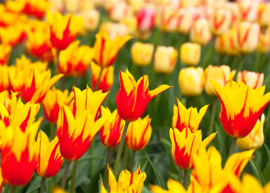 Tulpe 'Fire Wings'