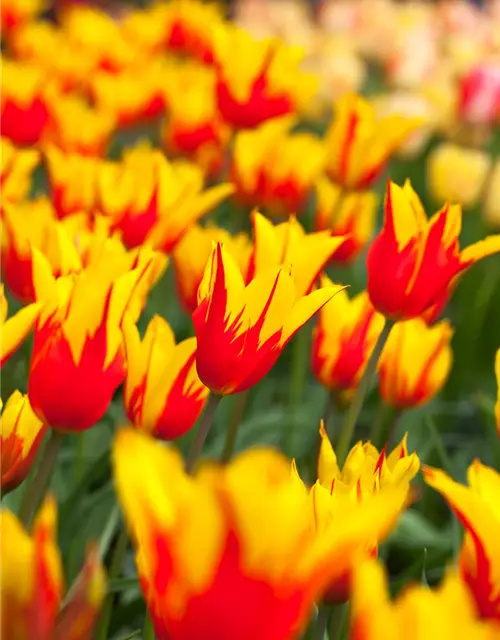 Tulpe 'Fire Wings'