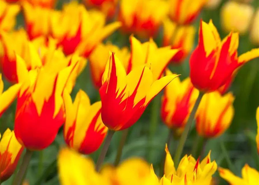 Tulpe 'Fire Wings'