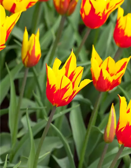 Tulpe 'Fire Wings'