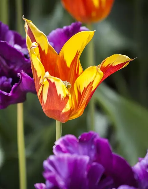 Tulpe 'Fire Wings'